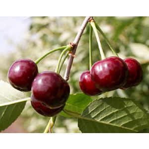 Вишня Жуковская /ЦКор