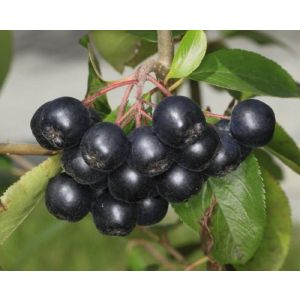 Рябина черноплодная (Арония) С2