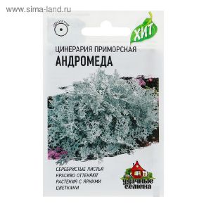 Цинерария Андромеда прим. (метал) Гавриш Ц